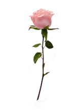 Decorative Element
