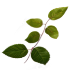 Decorative Element